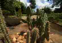 Operação Caatinga Resiste é iniciada para combater desmatamento ilegal no semiárido