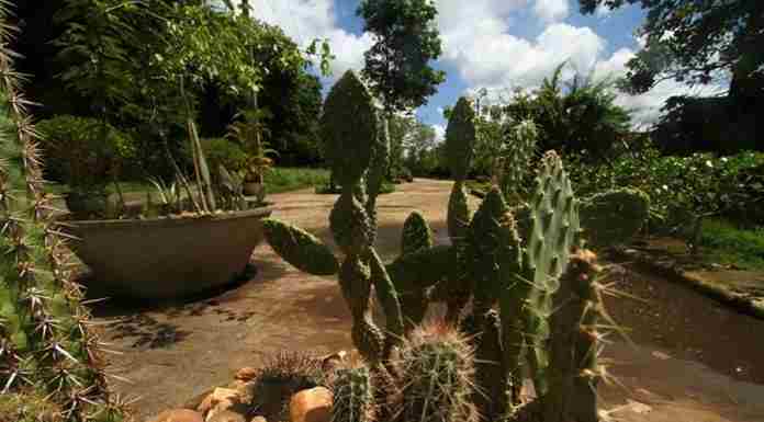Operação Caatinga Resiste é iniciada para combater desmatamento ilegal no semiárido
