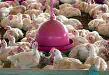 China suspende proibição de compra de carne de frango do Brasil