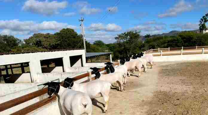 Centro de Comercialização de Animais é confirmado e vai fortalecer a agropecuária de Casa Nova
