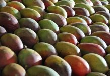 Exportações de manga e uva crescem, mas produtores do Vale seguem atentos ao mercado norte-americano após tarifaço de Trump