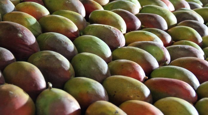 Exportações de manga e uva crescem, mas produtores do Vale seguem atentos ao mercado norte-americano após tarifaço de Trump