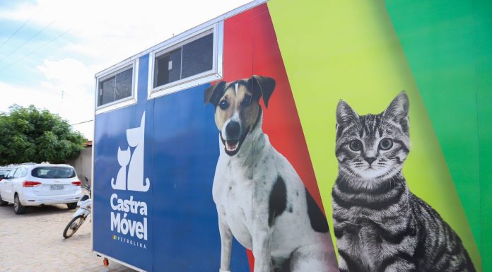 Castramóvel na rua: Prefeitura avança nas castrações em Petrolina e atende mais de 130 animais