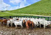Crédito rural destinou R$ 92,4 bilhões a imóveis com alertas ambientais entre 2019 e 2025