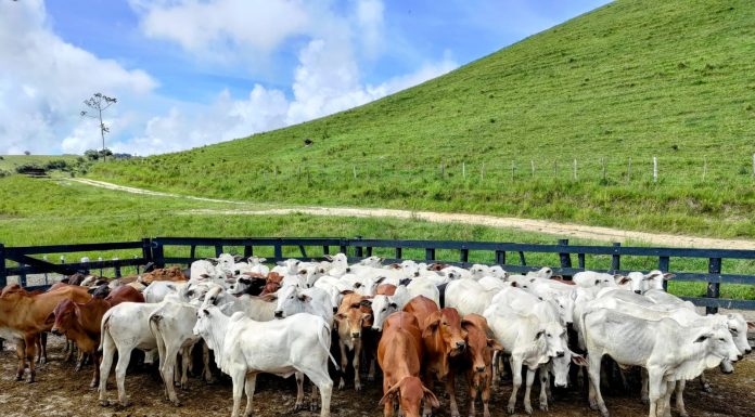 Crédito rural destinou R$ 92,4 bilhões a imóveis com alertas ambientais entre 2019 e 2025