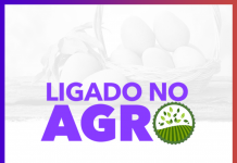 Antracnose nas lavouras e o impacto na produtividade das culturas