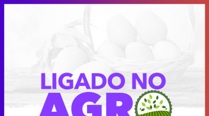 Antracnose nas lavouras e o impacto na produtividade das culturas