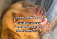 Cachorrinha é esfaqueada e precisa de ajuda para se recuperar; autor do crime foi preso