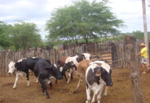 Adagro orienta produtores sobre novo fluxo da vacinação contra brucelose no SIAPEC