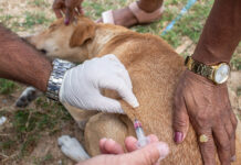 Secretaria de Saúde inicia Campanha de Vacinação Antirrábica nesta segunda-feira (18) em Juazeiro