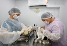 Prefeitura amplia equipe de veterinários da Coordenação de Bem-Estar Animal e fortalece as castrações em Petrolina