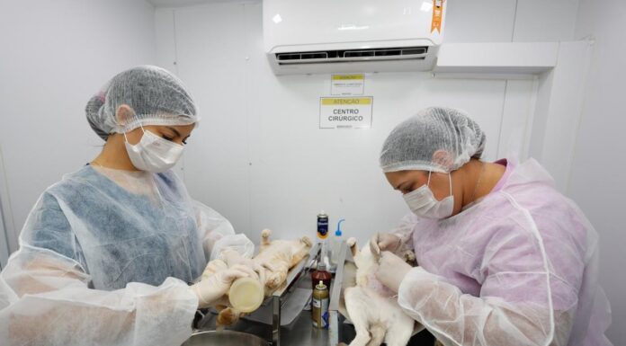 Prefeitura amplia equipe de veterinários da Coordenação de Bem-Estar Animal e fortalece as castrações em Petrolina