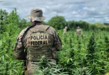 PF erradica 286 mil pés de maconha no Sertão de Pernambuco e evita produção de 95 toneladas da droga