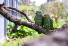 Governo de Pernambuco resgatou cerca de 12 mil animais durante um ano