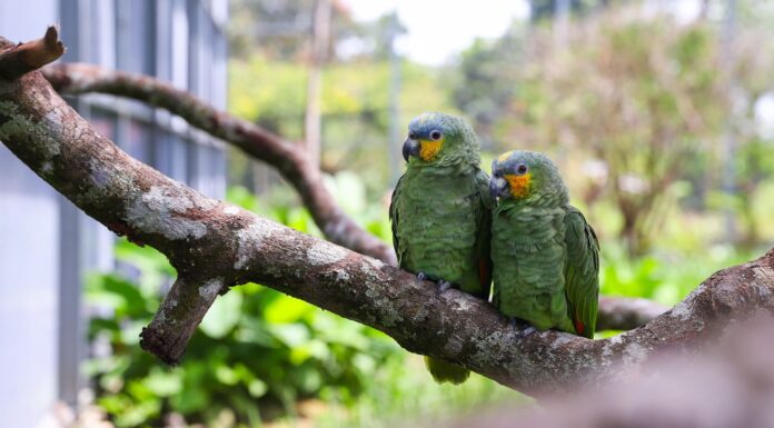Governo de Pernambuco resgatou cerca de 12 mil animais durante um ano