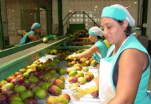 Workshop Internacional discute em Petrolina cadeia produtiva da manga destinada à exportação