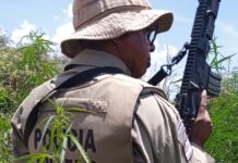 PM erradica cerca de 23 mil pés de maconha em Curaçá (BA)