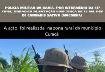 Polícia Militar erradica cerca de 32 mil pés de maconha na zona rural de Curaçá