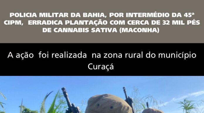 Polícia Militar erradica cerca de 32 mil pés de maconha na zona rural de Curaçá