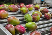 Manga Brasil mostra oportunidades e potencialidades da fruta que conquistou o mundo