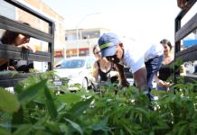 Prefeitura de Petrolina reforça importância da arborização urbana para enfrentar as altas temperaturas