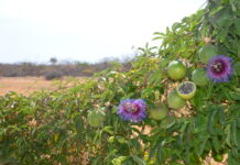 Embrapa Semiárido leva à COP 30 cultivar de maracujá da Caatinga e ferramenta digital para pecuaristas
