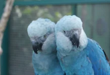 Ararinhas-azuis são encontradas com circovírus na Bahia e especialistas alertam para risco ao projeto de reintrodução