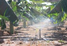 DINC convida produtores e demais interessados para palestra gratuita sobre Nematoide e Fusariose na cultura da banana