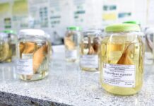 Pesquisadores do Cemafauna integram rede nacional que mapeia panorama das coleções científicas de peixes no Brasil