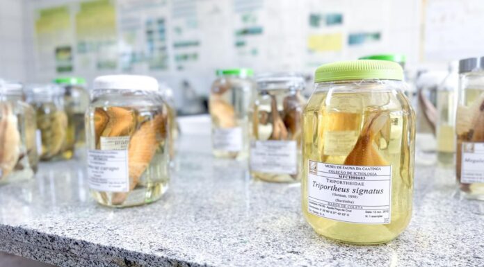 Pesquisadores do Cemafauna integram rede nacional que mapeia panorama das coleções científicas de peixes no Brasil