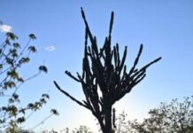 Juazeiro tem decreto de estiagem homologado pela Defesa Civil Estadual e reconhecido pela Defesa Civil Nacional, garantindo ampliação das ações de assistência