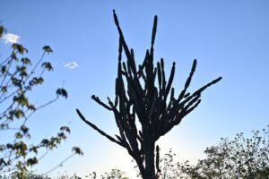 Juazeiro tem decreto de estiagem homologado pela Defesa Civil Estadual e reconhecido pela Defesa Civil Nacional, garantindo ampliação das ações de assistência