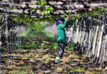 Prefeitura comemora primeiro lugar de Petrolina no ranking de agronegócio do Brasil