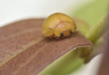 Cemafauna descreve nova espécie de joaninha e amplia conhecimento sobre a fauna na Caatinga