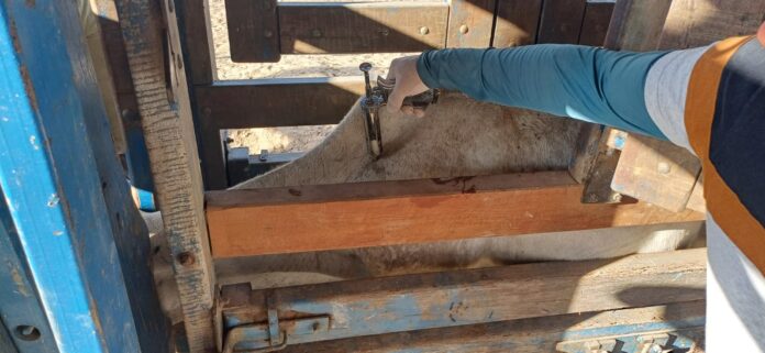 WhatsApp Image 2025-12-11 at 11.23.21