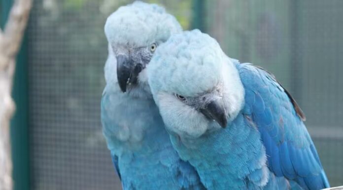 Criadouro Ararinha-azul esclarece sobre operação da Polícia Federal