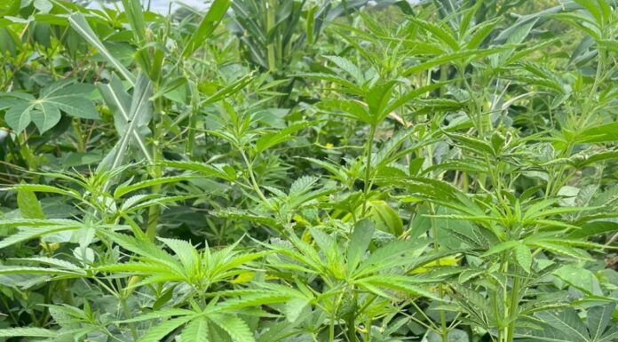 Polícia Militar erradica cerda de 14.800 pés de maconha na Zona Rural de Curaçá (BA)