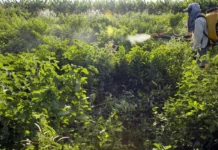 Agrotóxicos atingem população já em vulnerabilidade, diz especialista