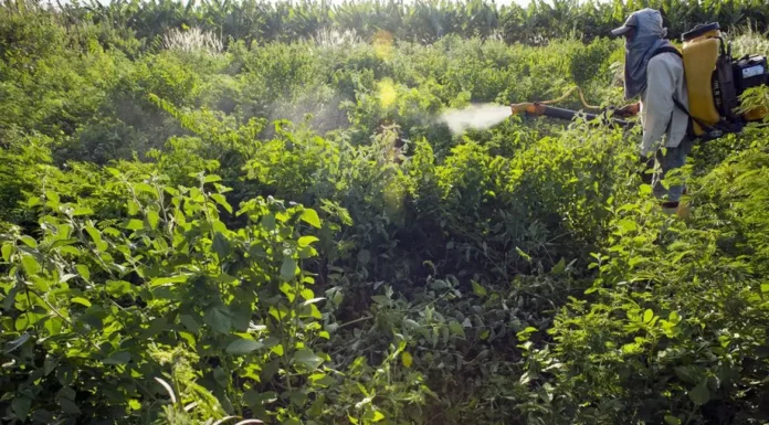 Agrotóxicos atingem população já em vulnerabilidade, diz especialista