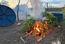 Polícia Militar erradica plantio de aproximadamente 21.550 pés de maconha em Curaçá (BA)