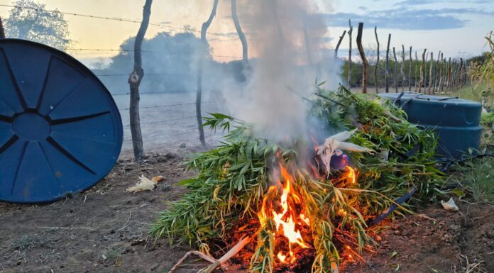 Polícia Militar erradica plantio de aproximadamente 21.550 pés de maconha em Curaçá (BA)