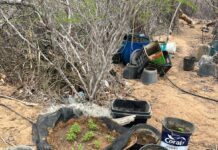Polícia Militar da Bahia erradica sementeira de maconha em Curaçá (BA)