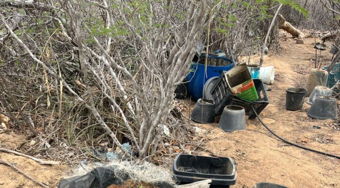 Polícia Militar da Bahia erradica sementeira de maconha em Curaçá (BA)