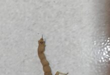 Prefeitura de Petrolina alerta para aumento de animais peçonhentos durante altas temperaturas