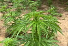 PM erradica cerca de 5.300 pés de maconha na zona rural de Curaçá (BA)