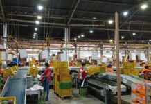 Emissão de PTVs no plantão da Adagro de final de ano possibilitou a exportação de 3.766 toneladas de frutas produzidas no VSF