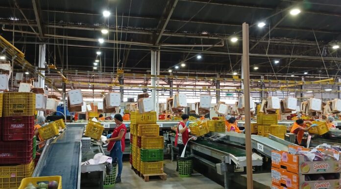 Emissão de PTVs no plantão da Adagro de final de ano possibilitou a exportação de 3.766 toneladas de frutas produzidas no VSF