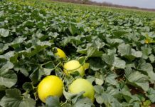 Prazo para pagamento do Garantia-Safra é prorrogado até 15 de janeiro, alerta Prefeitura de Casa Nova