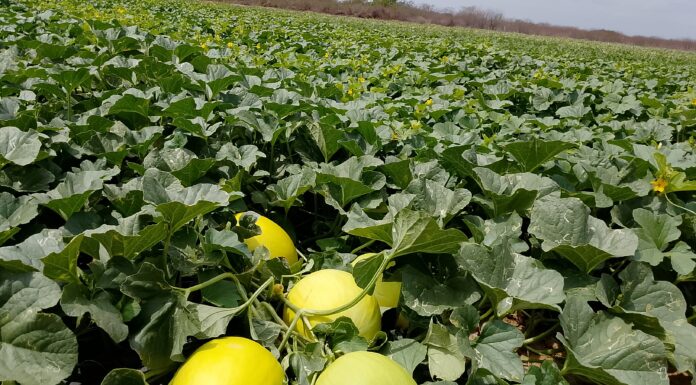 Prazo para pagamento do Garantia-Safra é prorrogado até 15 de janeiro, alerta Prefeitura de Casa Nova