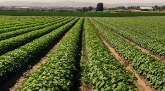 MPPE cria núcleo para mediar conflitos de terra e garantir direito à moradia